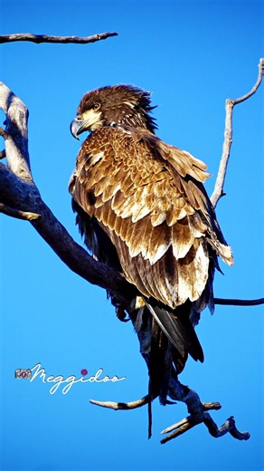 📸🦅🪽 For the Eagle Nature Lovers #eagle #naturelovers #eagles #photooftheday #picoftheday #meggidoo