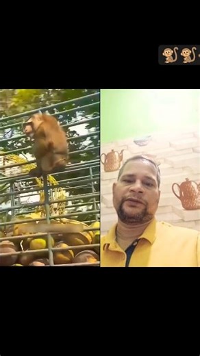 monkey helper #facts #funny #amazingfacts #shortsviral