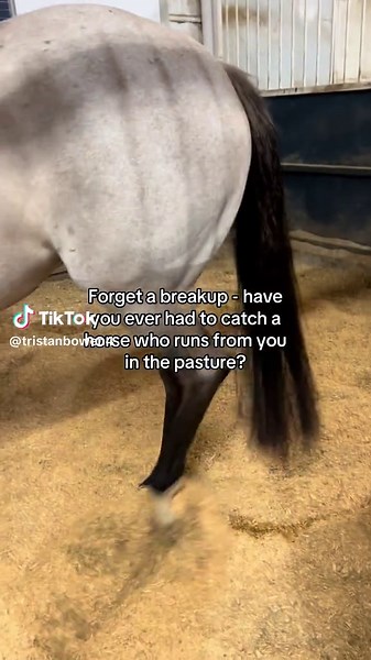 … and why are they always the worst when you are on a time crunch/schedule? 🫥🫨🥴 ##fyp##foryoupage##animals##trending##sound##horse##horsesoftiktok##horsesontiktok##funny