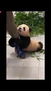 Baby panda 'FuBao' glued to the zookeeper dragging her around | Everland Panda World