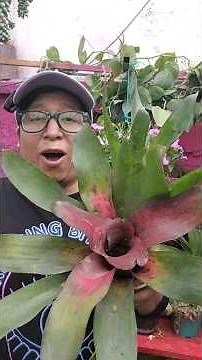 How to Care for Bromeliads at Home #garden #bromeliads #flowers #short