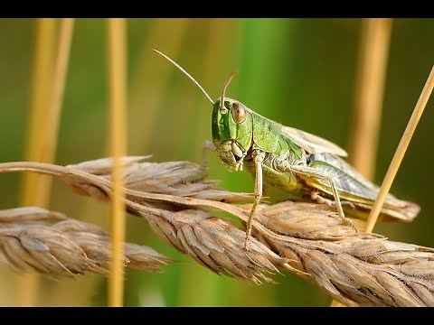 What you need to know about 4 stages of the Locusts