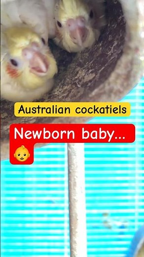 🇦🇺 Australian Cockatiels & Parakeets – Everything You Need to Know! 🦜✨