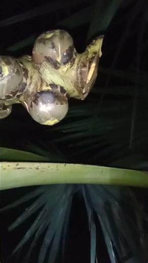 tala tadhi meking process#shortvideo#plam tree#nature