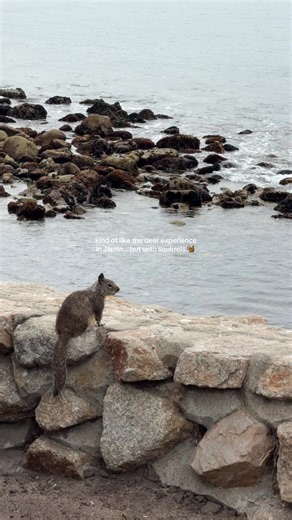 Ground Squirrels at Lover's Point Park, Monterey