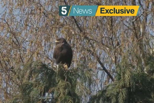 Hawk that terrorised village was ‘hormonal’, says falconer