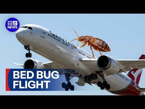 Bed bug outbreak grounds Qantas flight | 9 News Australia