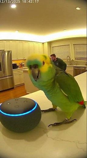 Parrot Commands Alexa to Play Music… and Starts Dancing! 🦜💃#DancingParrot #FunnyParrot #ParrotTalks