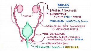 Video: Development of the reproductive system - Video Explanation! | Osmosis | Osmosis