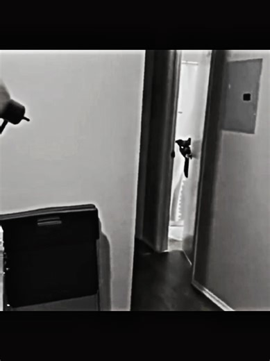 The Mystery of Skinwalker Dogs Explained