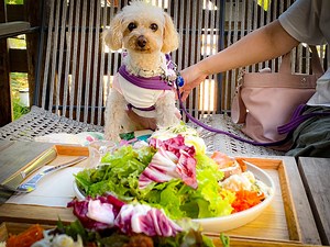 【神奈川】ワンコと一緒に楽しめる、鎌倉のお散歩コース