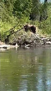 Unbelievable number of trees down in the river #alaska #wildernessriver #trees#pristine_nature