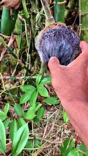 What animal is that?