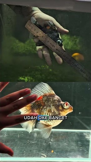 Saatnya cek progress ikan ikan di Megatank Java!! #goldfish #ikanhias #ikankoki #goldfishindonesia