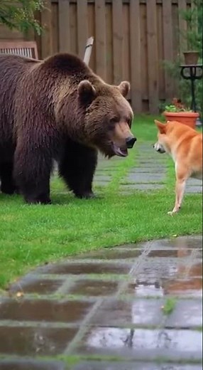 When a Brave Dog Faces a Giant Bear Epic Showdown in the Wild #Wildlife #BraveDog #EpicBattle
