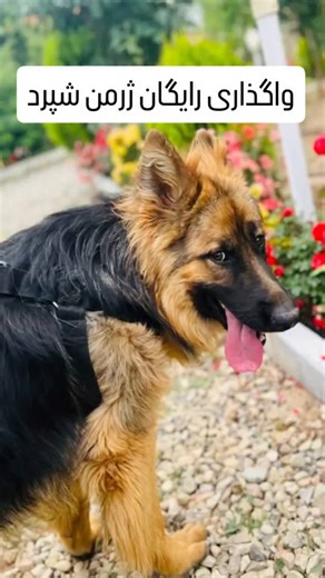 ‎واگذاری رایگان حیوانات خانگی‎ on Instagram‎: "🐕واگذاری سگ ژرمن در تهران و حومه اسم : سزار نژاد : ژرمن شپرد وضعیت عقیم سازی : عقیم شده سن : ۴ سال و ۴ ماه تقریبا سزار از اول زندگیش توی باغ بزرگ شده و یکبار واگذار شده و الان سرپرست فعلیش دیگه نمیتونه نگهش داره و براش دنبال یک سرپرست خوبم که مادام العمر نگهش داره، مشکل مالی نداشته باشه و حیوان دوست باشه. سزار باید جایی که نگهداری میشه حیاط داشته باشه حتما تهران یا اطراف تهران باشه یا اگر قراره توی باغ باشه یا سرپرست کلا اونجا زندگی کنن یا سرایدار