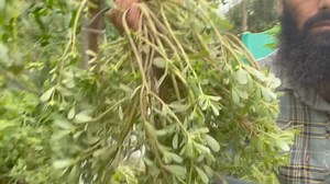 #NUNAR Botanical Name: Portulaca oleracea English Name: Purslane/ Duckweed Kashmiri Name:NUNAR Family: Portulacaceae Uses: Purslane is a rich source of potassium (494 mg/100 g) followed by magnesium (68 mg/100 g) and calcium (65 mg/100 g) and possesses the potential to be used as vegetable source of omega-3 fatty acid. It is an important component of green salad and its soft stem and leaves are used raw, alone, or with other greens. Purslane is also used for cooking or used as a pickle. Its medi