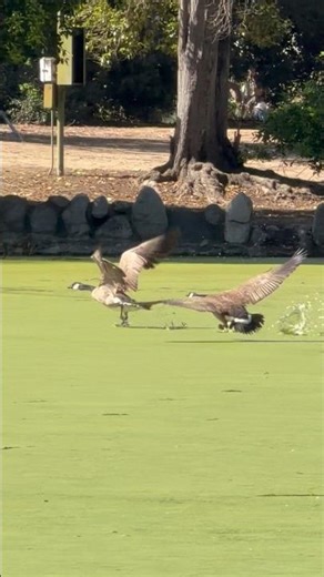 Geese… chasing…