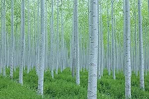 White Poplar Seeds for Planting - 30 Seeds - Stunning White Leaf Tree - Fast Growing Tree