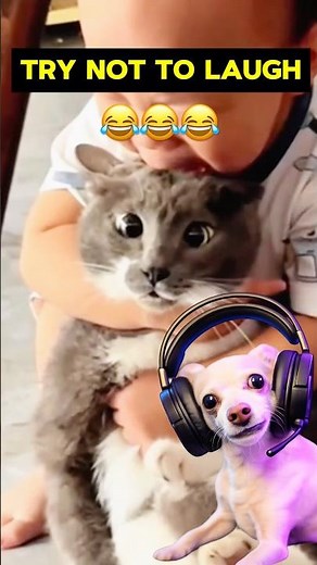 Baxter Try Not To Laugh Challenge! 😂 #funnydogs #viralshorts #funnycats #foryoupage