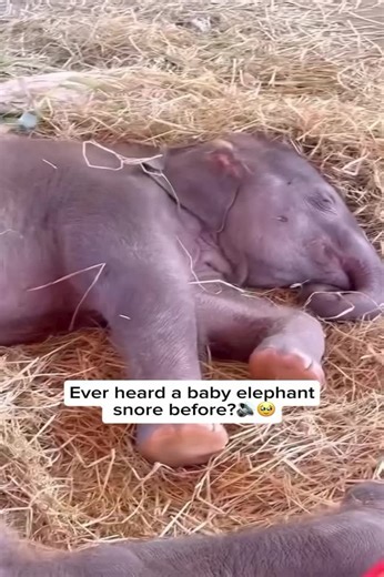 beautiful elephants on Instagram: "A baby elephant sleeping under the shade of a tree lets out gentle rumbles and tiny snores, showing just how safe and comfortable it feels. Like human infants, elephant calves need deep, uninterrupted sleep to grow and develop, often staying close to their mothers or herd for security. Watching them rest peacefully is a touching reminder of the trust and bond shared between the young and their family. Credit unknown Please DM us for credit #wildanimals #elephan