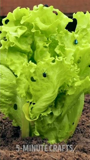How to protect your plants from different threats