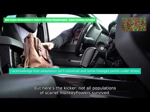 How Scarlet Monkeyflowers Evolved to Survive Megadroughts | Rapid Evolution Explained