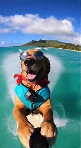Watch This Dog Ride the Waves With Style