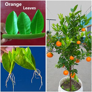 How to grow orange tree at home || Easy method for home gardening | Rana Craft