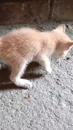 #cat#catlovers#pet#meaw