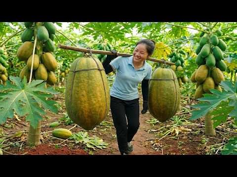Harvest 1000+ Kg Of Papayas Goes to market sell - How To Make Green Papaya Salad | My Daily Life