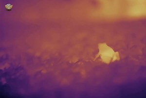 African Rock Python - हिन्दी डॉक्यूमेंट्री Part 2 #rockpython #wildanimals #documentary #discovery #wildsearthtv | Wild Earth HDTv