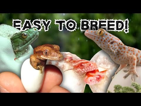 These Reptiles Are TOO Easy To Breed!