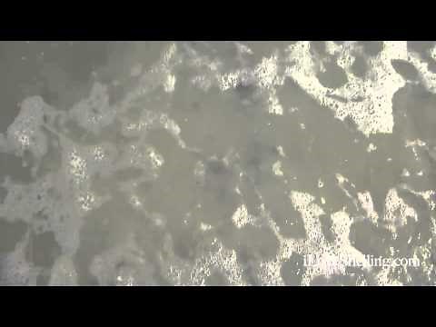 Thousands of Live Sand Dollars