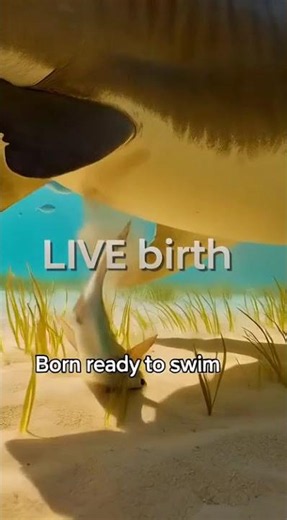 You Won’t Believe How Sharks Are Born (Real Moment)