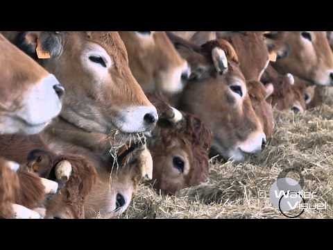 Réalisation Films Vidéo Elevage Bovin race viande Parthenaise Vaches stabulation