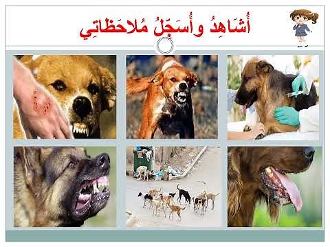 مرض داء الكلب للسنة الثالثة