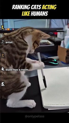 Ranking The Best Cats Acting Like Humans