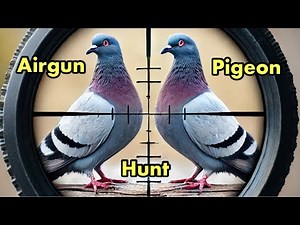 Airgun Pigeon Pest Control: The Most Fun You Can Have With Your Airgun