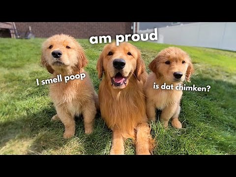 My Dog Meets His Daughter
