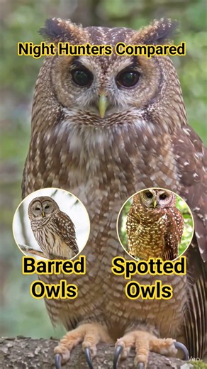 Night Hunters Compared | Spotted Owl vs Barred Owl Battle #owls #predators