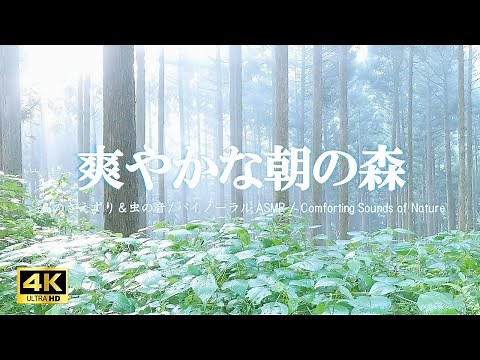 霧がかった雨上がりの朝の森 鳥のさえずり 虫の音:活力・集中力向上【自然音,ASMR,立体音響,4K,relaxing nature sounds】