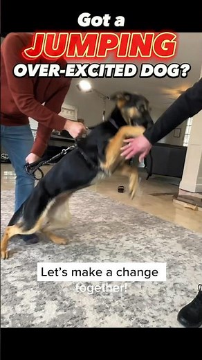 Got a Jumping, Over-Excited Dog? Let’s Make a Change Together! #dogtraining #dogtrainer #jumping