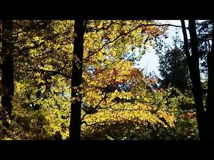 Relaxing Sounds of Wind 1 Hour / Autumn Leaves Rumbling in The Wind