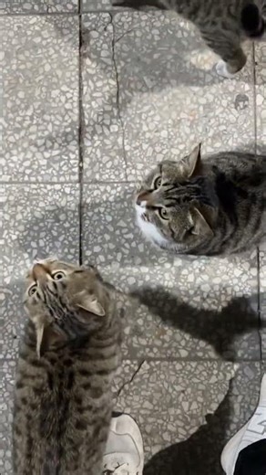 Unveil the Fluffy Calico Mimi: Raccoon and Tabby Feline Fusion