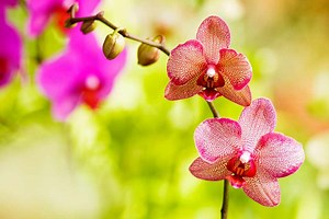 How to grow moth orchids (phalaenopsis)