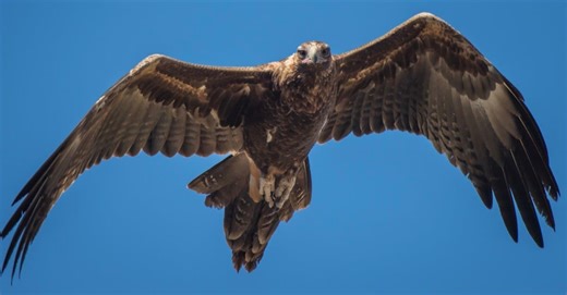 Eagles Attack a Kangaroo from Above