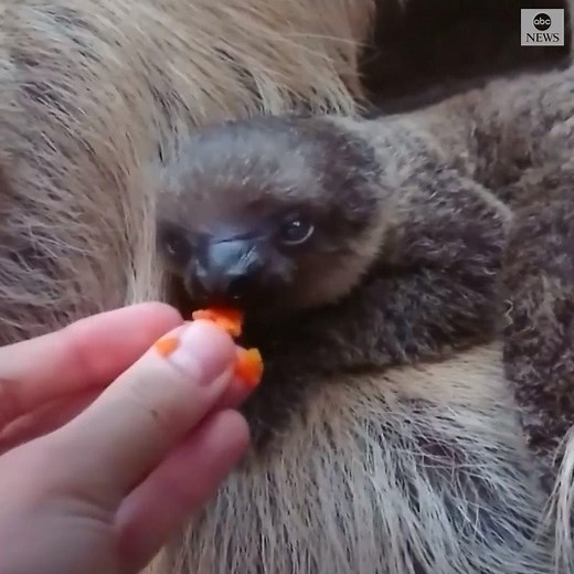 NEW ADDITION: The London Zoo welcomed an adorable two-toed sloth named Elio, who snacked on a steamed carrot. https://abcn.ws/2VtZL66 | ABC News