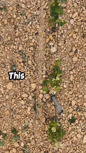 How Diversified Crop Rotation Boosts Soil Quality & Organic Carbon | Long-Term Cotton Study Visit: https://agriscientist.org/ Nominate now: https://w-i.me/AGS #CropRotation #SoilQuality #SoilOrganicCarbon #CottonFarming #SustainableAgriculture AgronomyResearch | Agri Scientist | Facebook