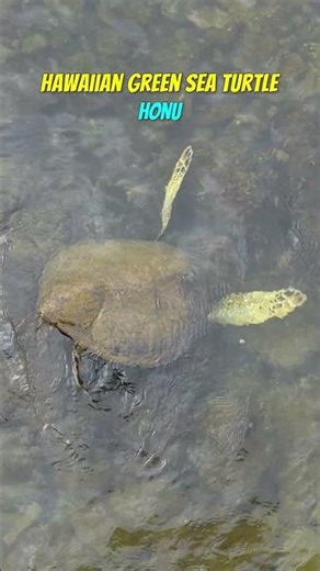 Hawaiian Green Sea Turtle 🌴 Hawaii John